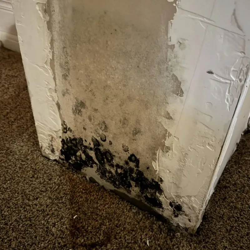 Professional Mold Removal in Humansville, MO